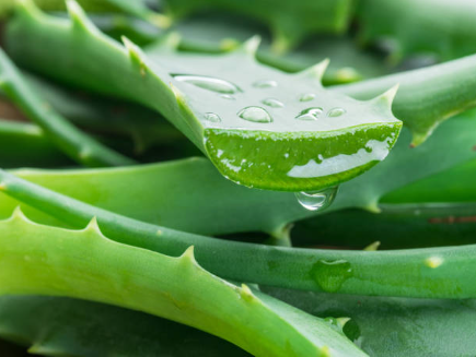 Aloe Leaf Juice